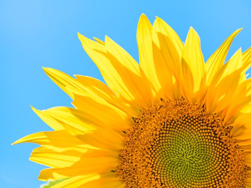 Cycle d'ateliers d'écriture thérapeutique à Dax : écrire pour "Vibrer sa propre lumière"